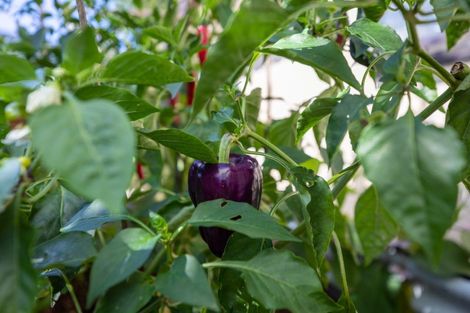 Photo of property in 493c Devonport Road, Tauranga South, Tauranga, 3112