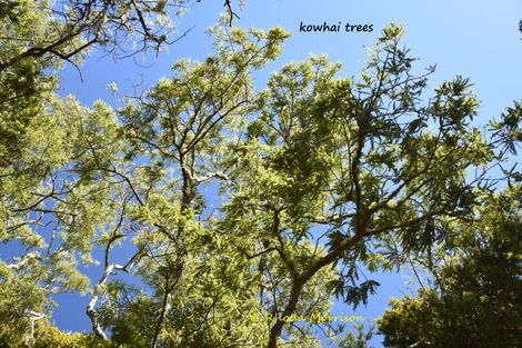 Photo of property in 196 Metcalfe Road, Matakohe, 0593