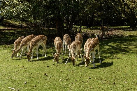 Photo of property in 480b Youngson Road, Whakamarama, 3179