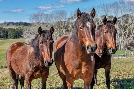 Photo of property in 111 Petley Road, Paparoa, 0571