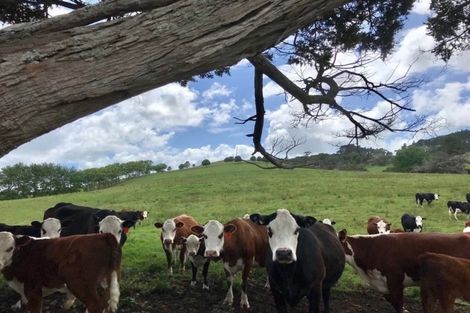 Photo of property in 176 Morrison Road, Arapohue, Dargaville, 0374