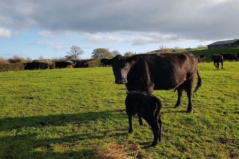 Photo of property in 2291 Maungatautari Road, Maungatautari, Cambridge, 3494