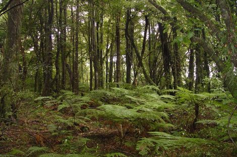 Photo of property in 11 Sarona Park Drive, Omanawa, Tauranga, 3171