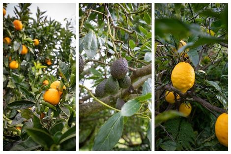 Photo of property in 1 Zapote Place, Ohauiti, Tauranga, 3112