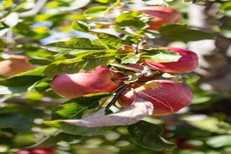 Photo of property in 20a Tiora Place, Upper Riccarton, Christchurch, 8041