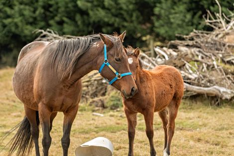 Photo of property in 2 Wilkin Road, Makarora, Wanaka, 9382