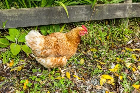 Photo of property in 2150 Akatarawa Road, Akatarawa Valley, Upper Hutt, 5372