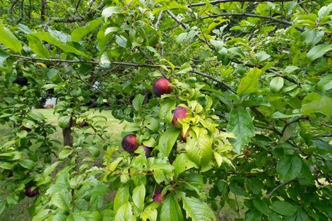 Photo of property in 21 Emma Drive, Manakau, Levin, 5573