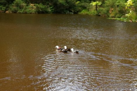 Photo of property in 196 Pukekohe East Road, Pukekohe East, Pukekohe, 2677