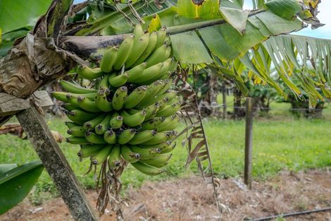 Photo of property in 89 Conifer Lane, Kerikeri, 0294