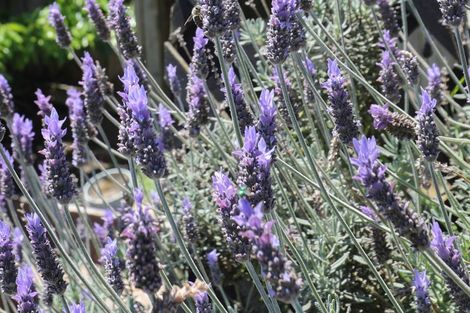 Photo of property in 156 Hakanoa Street, Huntly, 3700