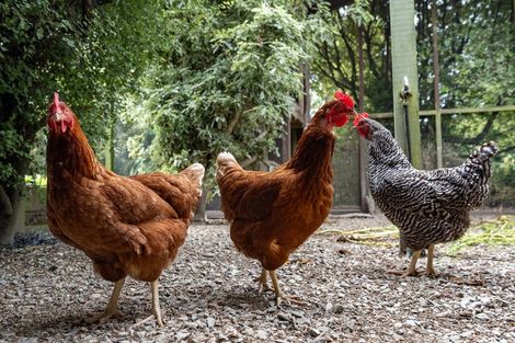 Photo of property in 28 Grove Avenue, Weston, Oamaru, 9401