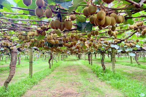 Photo of property in 29 I'anson Road, Minden, 3179