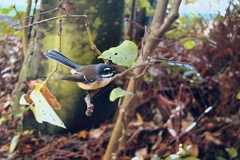 Photo of property in 15 Pingau Street, Paekakariki, 5034