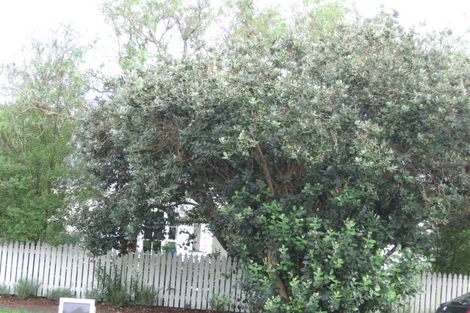 Photo of property in 22a Fairleigh Avenue, Mount Albert, Auckland, 1025