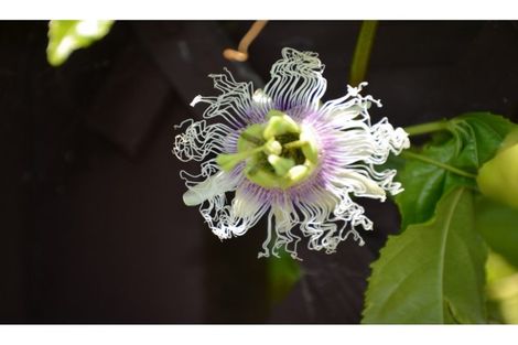 Photo of property in 71 River Road, Kawerau, 3127