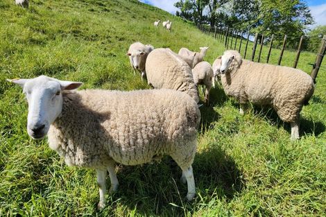 Photo of property in 133 Kaimata Road, Kaimata, Inglewood, 4390