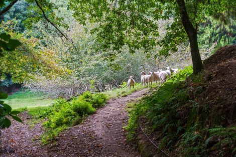 Photo of property in 288 Oropi Gorge Road, Oropi, Tauranga, 3173