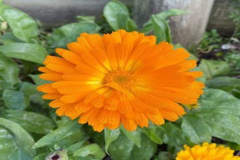 Photo of property in 6a Hart Street, Belleknowes, Dunedin, 9011