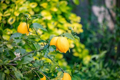 Photo of property in 135a Lake Crescent, Hamilton Lake, Hamilton, 3204