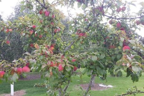 Photo of property in 41 Cory Road, Kaukapakapa, 0873