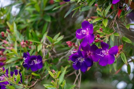 Photo of property in 2a Blundell Place, Katikati, 3129