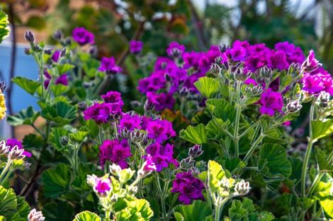 Photo of property in 9b Jocelyn Street, Katikati, 3129