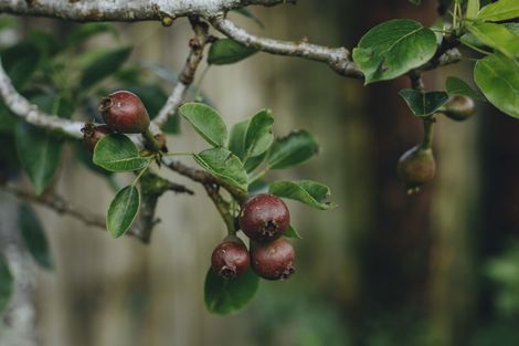 Photo of property in 17 Pekanga Drive, Fox Glacier, 7886