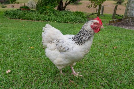 Photo of property in 34 Sinclair Road, Kaukapakapa, Helensville, 0875