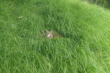 Photo of property in 6 Whaka Street, Maungaturoto, 0520