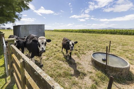 Photo of property in 485 Poplar Road, Opiki, Palmerston North, 4474