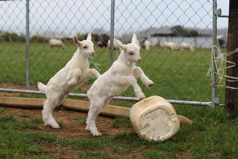Photo of property in 23 Rameka Creek Road, Motupipi, Takaka, 7183