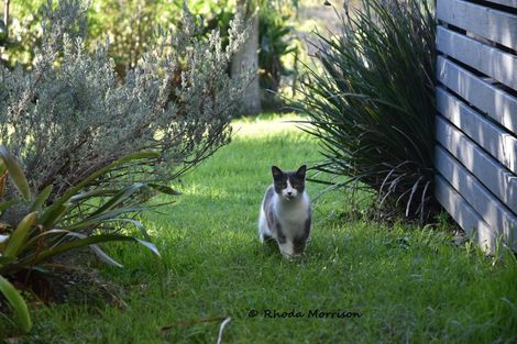 Photo of property in 46 Sandy Beach Road, Tinopai, Matakohe, 0593