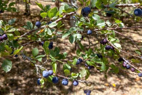 Photo of property in 61 Bliss Private Way, Thames, 3577