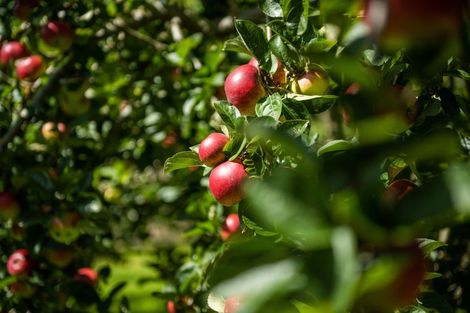 Photo of property in 546 Onamalutu Road, Onamalutu, Blenheim, 7275