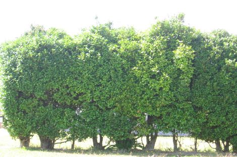 Photo of property in 49 Gulf View Road, Murrays Bay, Auckland, 0630