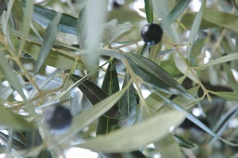 Photo of property in 12 Chamberlain Avenue, Amberley, 7481