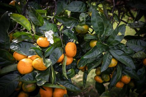 Photo of property in 43 Margaret Road, Bellevue, Tauranga, 3110