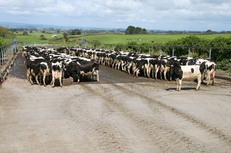 Photo of property in 343 Opunake Road, Cardiff, Stratford, 4391