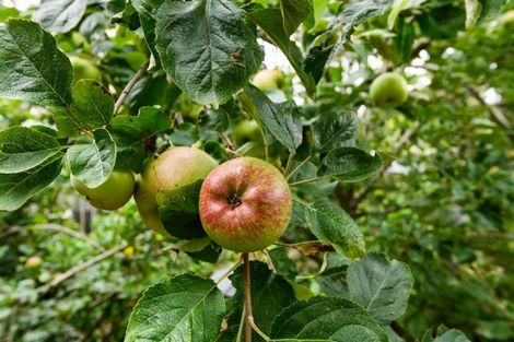 Photo of property in 46a Skerman Street, Marton, 4710