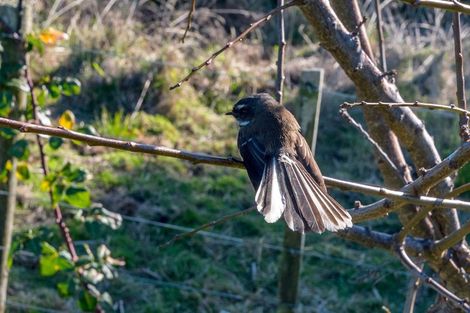 Photo of property in 48 Ferndale Drive, Waikanae, 5036