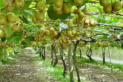 Photo of property in 29 I'anson Road, Minden, 3179