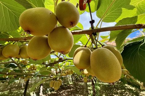 Photo of property in 29 I'anson Road, Minden, 3179