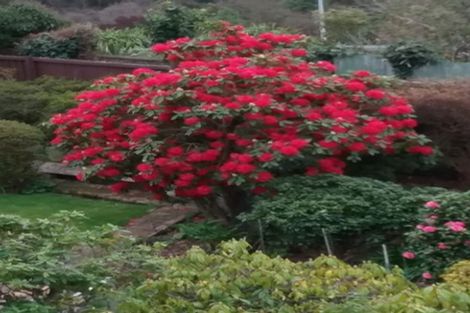 Photo of property in 16 Lisburn Avenue, Caversham, Dunedin, 9012