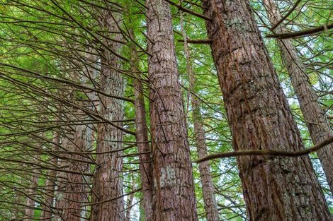 Photo of property in 288 Oropi Gorge Road, Oropi, Tauranga, 3173