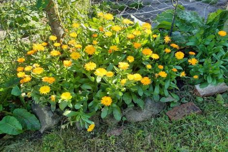 Photo of property in 11 Henderson Street, Mornington, Dunedin, 9011