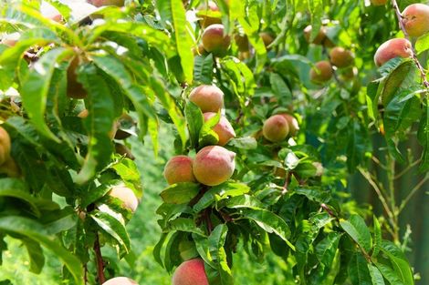 Photo of property in 1235 Parnassus Road, Ferniehurst, Cheviot, 7384