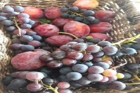 Photo of property in 41 Cory Road, Kaukapakapa, 0873