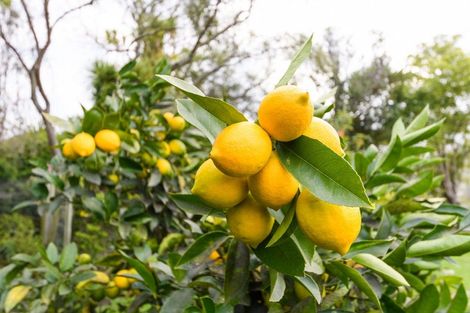 Photo of property in 91 North Street, Feilding, 4702