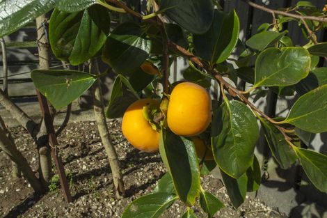 Photo of property in 193 Ohauiti Road, Ohauiti, Tauranga, 3112